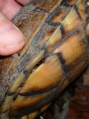 Terrapene carolina triunguis