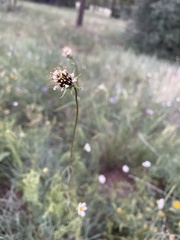 Cosmos parviflorus