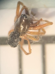 Argyrodes elevatus