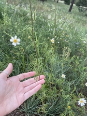 Cosmos parviflorus