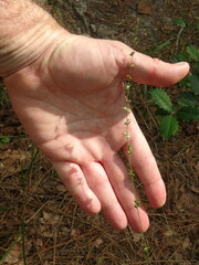 Chasmanthium sessiliflorum