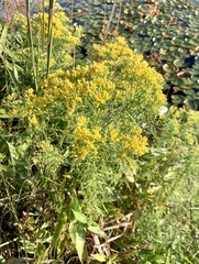 Euthamia caroliniana