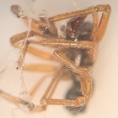 Argyrodes elevatus