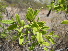 Karwinskia humboldtiana
