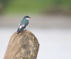 Tachycineta albilinea