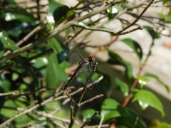 Libellula incesta