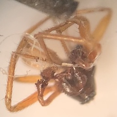 Argyrodes elevatus