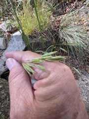 Bromus