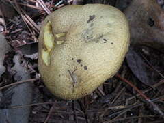 Suillus granulatus