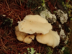Osteina obducta