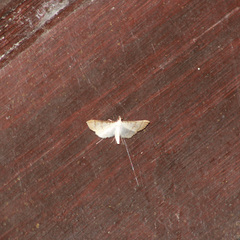 Blepharomastix colubralis