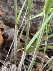 Bromus