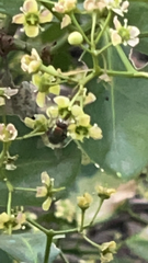 Chrysomya megacephala