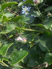 Solanum pelagicum