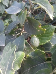 Solanum pelagicum
