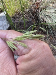 Bromus