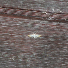 Blepharomastix saurialis