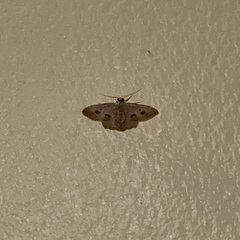 Idaea gospera