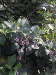 Solanum pelagicum