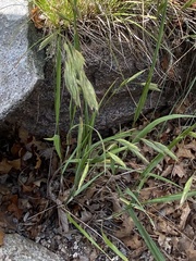 Bromus