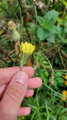Pyrrhopappus carolinianus