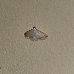 Blepharomastix saurialis