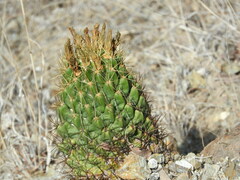 Coryphantha octacantha