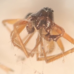 Argyrodes elevatus
