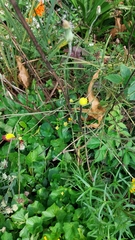 Pyrrhopappus carolinianus