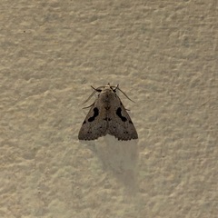 Herminodes concatenalis