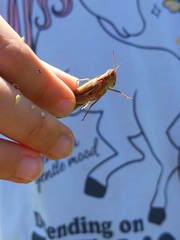 Aiolopus thalassinus tamulus