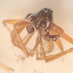 Argyrodes elevatus