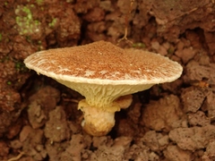 Suillus cavipes
