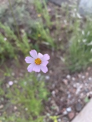 Cosmos parviflorus