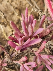 Suaeda arbusculoides