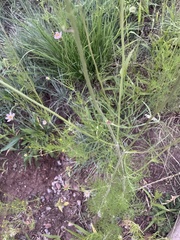 Cosmos parviflorus