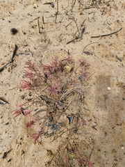 Suaeda arbusculoides