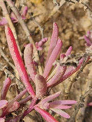 Suaeda arbusculoides