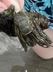 Clibanarius vittatus