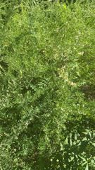 Lespedeza cuneata