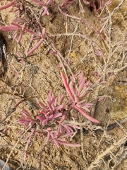 Suaeda arbusculoides