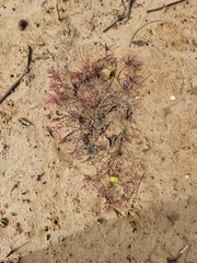 Suaeda arbusculoides