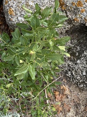 Ptelea trifoliata
