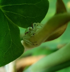 Thomisidae