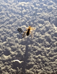 Oncerotrachelus