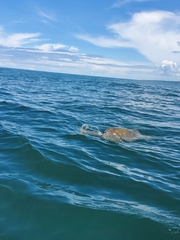 Lepidochelys olivacea