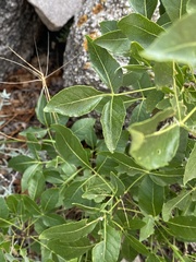 Ptelea trifoliata