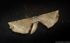 Parepisparis excusata