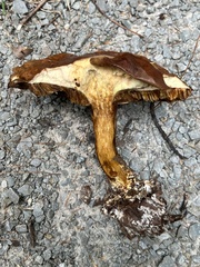 Suillus clintonianus