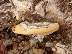 Phellinus igniarius